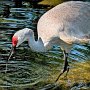 Tampa Zoo - Sandhill crane